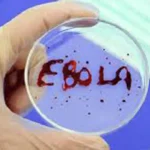 إيبولا يعود بقلق عالمي بعد تفشٍ خطير في الكونغو وأوغندا