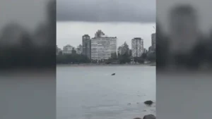 حوت يظهر قرب Kitsilano Beach في Vancouver