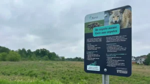 Ottawa تغلق حديقة في Orléans بعد هجوم ذئاب برية على مراهق