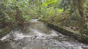 Hoy Creek
