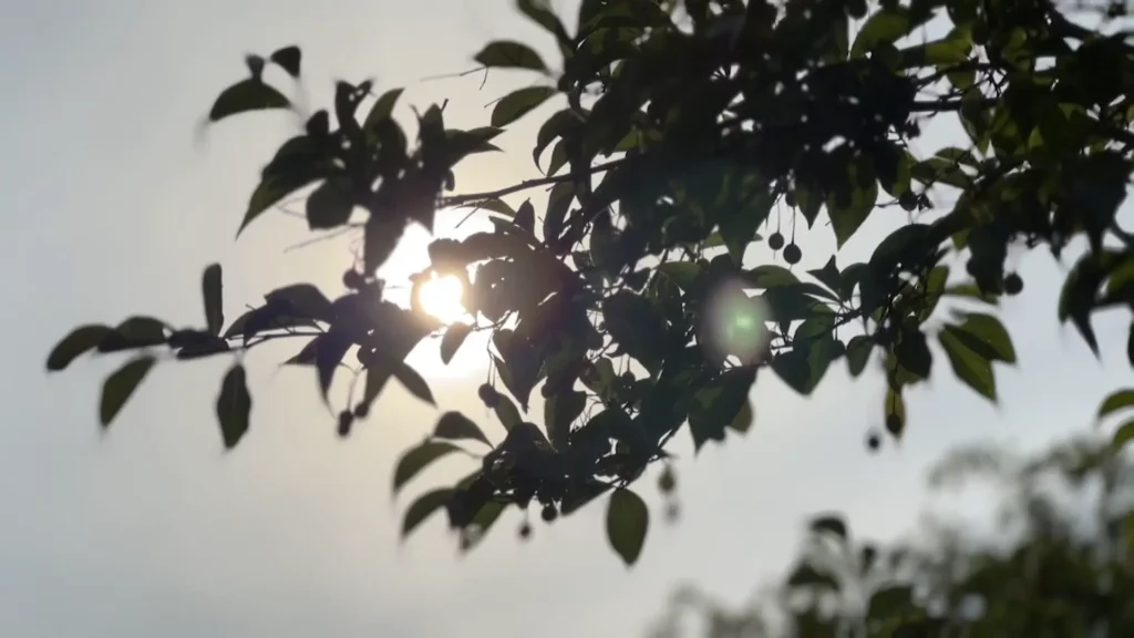 مستويات قياسية