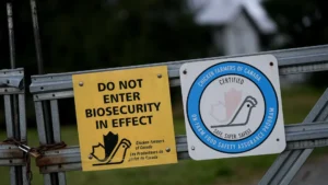 فيروس H5N1